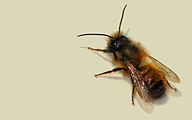 Red mason bee (female, Osmia rufa)